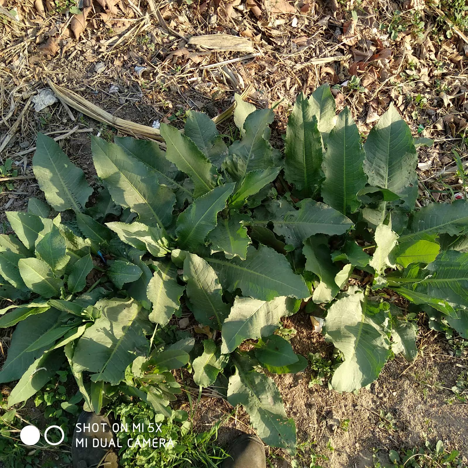 山东新鲜野菠菜现挖3斤土大黄包邮牛舌草山菠菜野生整棵带根发货_7折