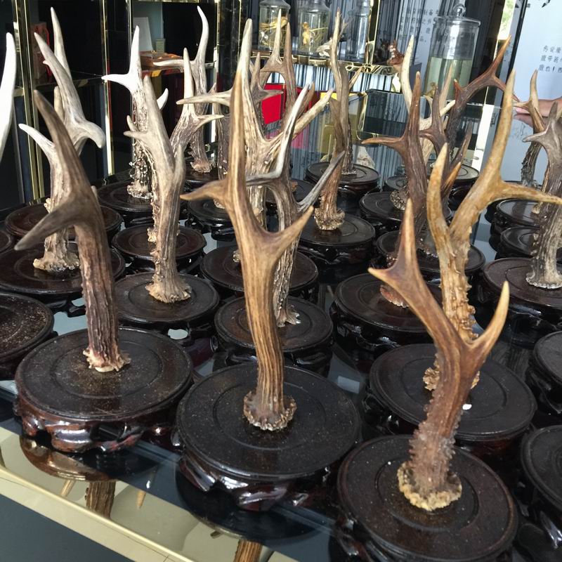 【旗鹿】鹿角工艺品,角摆件,招财,,古朴,吉利,包邮