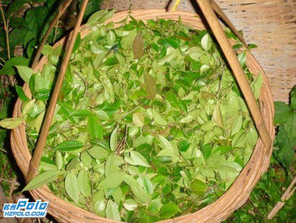 新鲜南烛叶纯野生深山采摘乌饭树叶草黑官膳黑饭草拍3包邮