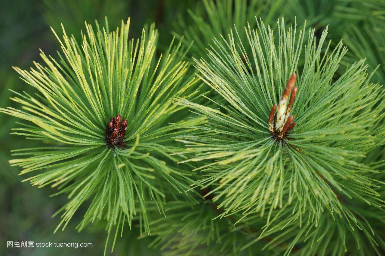 2019年新货松针茶特级松叶茶高山马尾松松针500g包邮做酵素全松茶