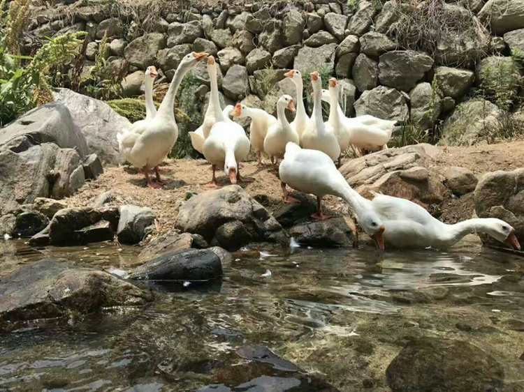 土家老鹅图片