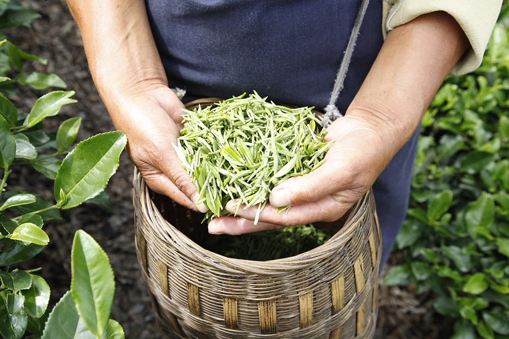 茶叶,按季节分类!