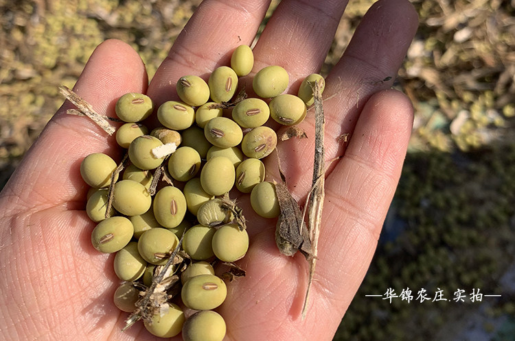 临澧农家自种新鲜青皮豆黄豆5斤装包邮_农家土特产_乡村优品-农产品