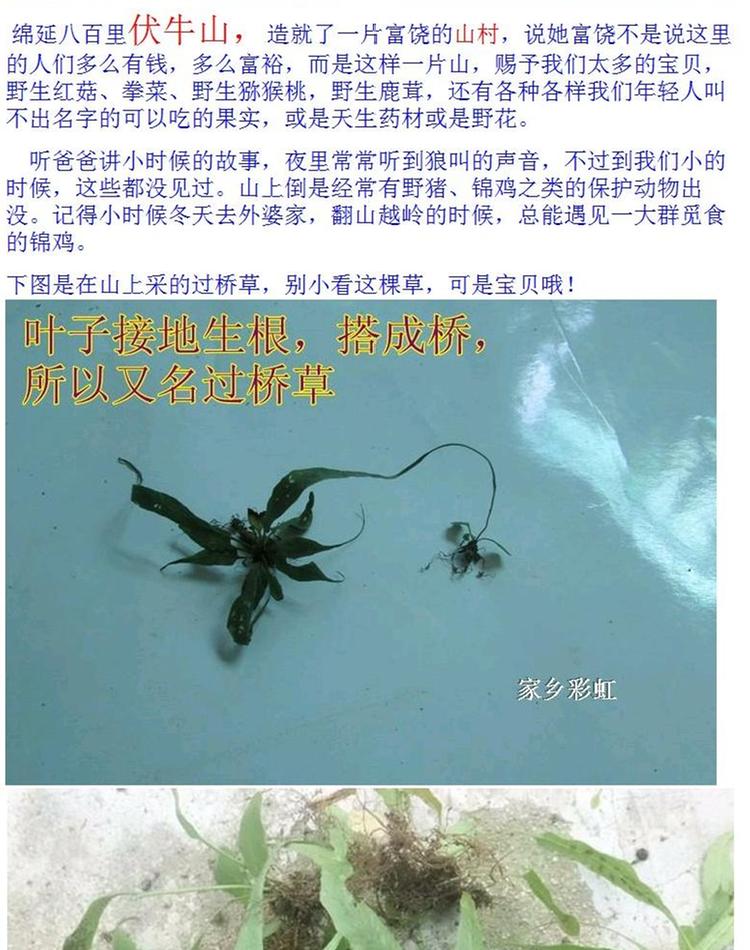 伏牛山名贵天然罕野生正品中药材 过桥草 马蹬草 还阳草 产地
