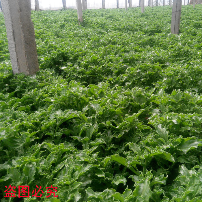 冰草新鲜蔬菜包邮,新鲜冰草,新鲜冰菜,新鲜蔬菜三斤装特价包邮