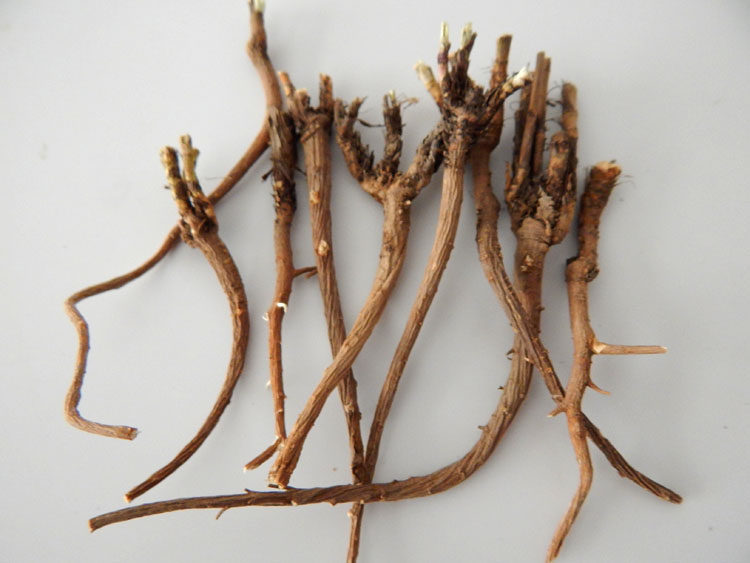 野生柴胡中药材纯正北柴胡干根精选宁夏六盘山野柴胡根250克包邮