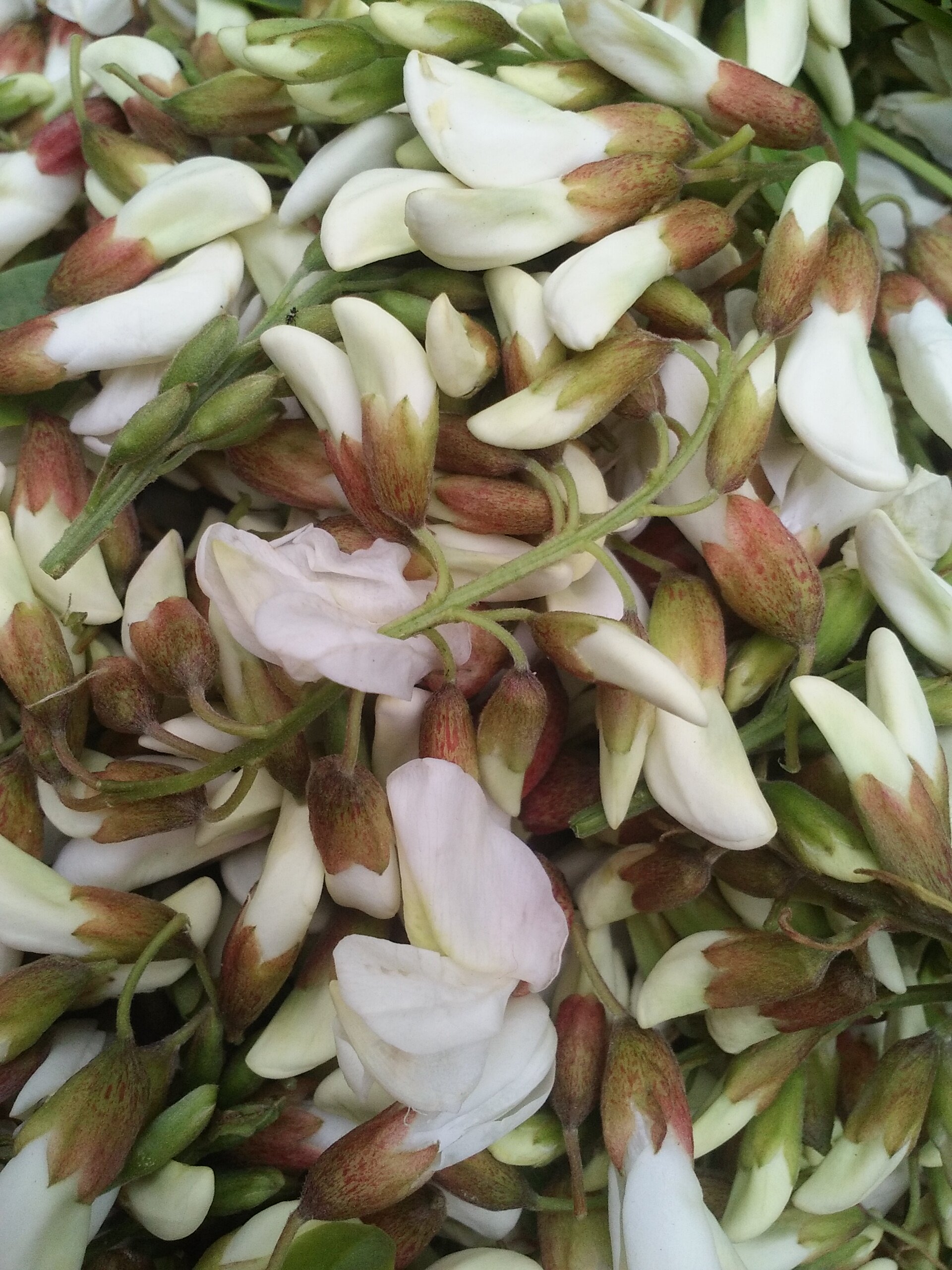 现货17年纯野生新鲜槐花 槐树花 野生杨槐花 刺槐花 槐花 洋槐花