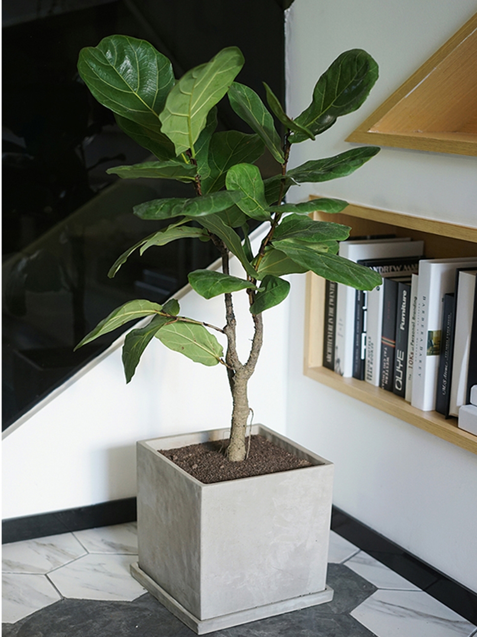 仟伊园艺 琴叶榕盆栽阳台大型大叶绿植