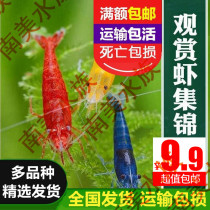 Ornamental shrimp In addition to algae shrimp Black shell shrimp package Cherry rapid fire Gold rice glass fragrant Ji Shi tennis tiger shrimp
