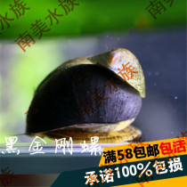 South American aquarium algae removal weapon Army cap Black diamond snail Fish tank Aquatic plant tank Algae removal Ornamental living snail Moss removal