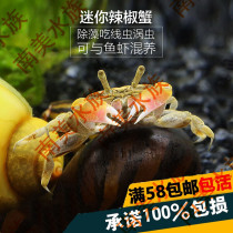 South American aquarium mini pepper crab Deep water crab Ornamental crab Live crab Pet crab Eat insects and remove algae Freshwater crab