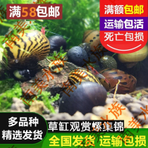 Ornamental Snail Living Tool Cleaning Apple Malay Bee Snail Killer Zebra Onion Black King Kong Abalone Mystery Snail