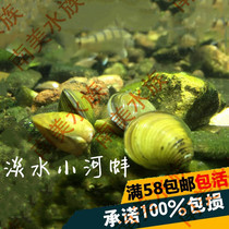 South American Aquarium Freshwater stream clam Small river clam Purification water quality activation bottom bed shell Algae removal Removal of green water living body