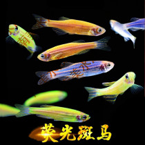 South American Aquarium Society Red and Blue Zebrafish Fluorescent Zebra Live fish Green Apple Zebra Lemon Zebra Blueberry Zebra