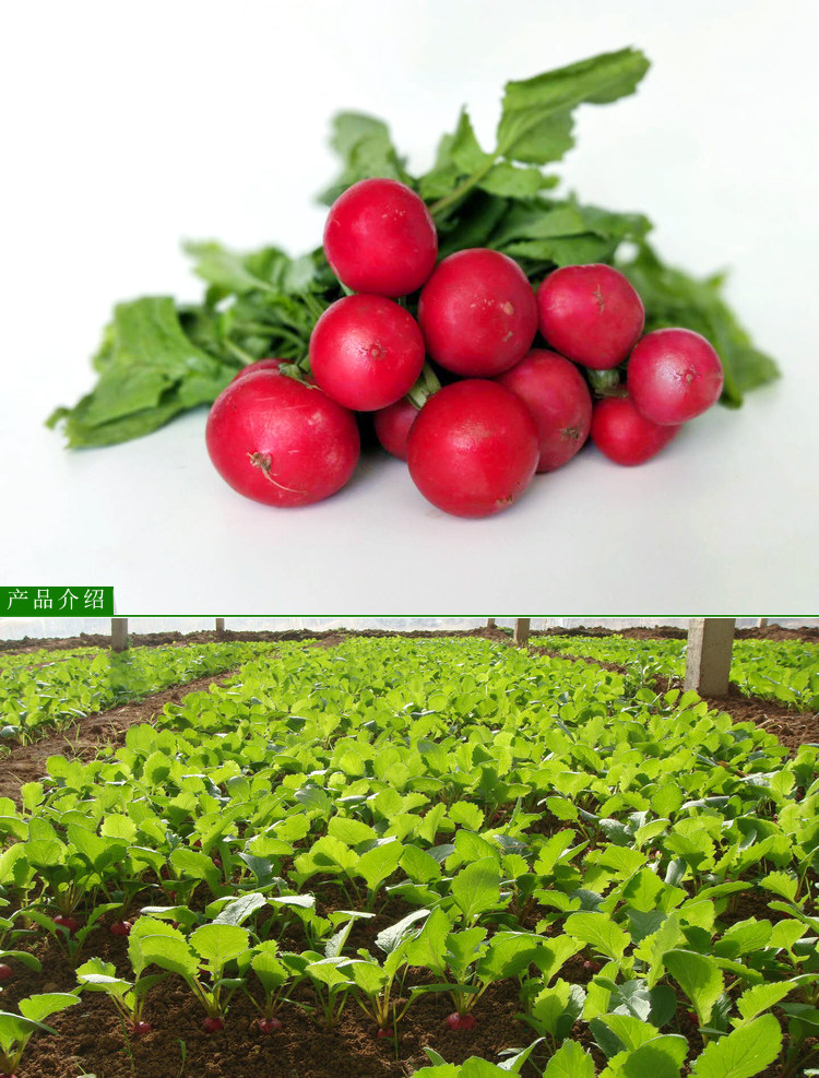 东北新鲜蔬菜水果小水萝卜1斤 樱桃萝卜 蘸酱小菜沙拉红萝卜