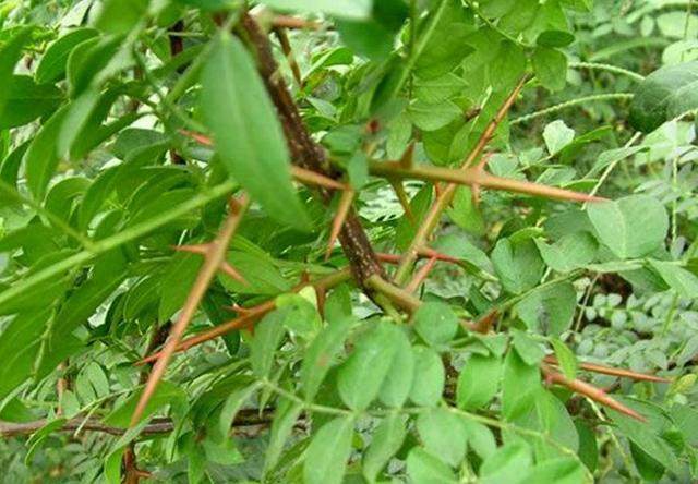 造刺树种子 造刺树树苗 带刺植物围墙篱笆 盗围墙 护栏