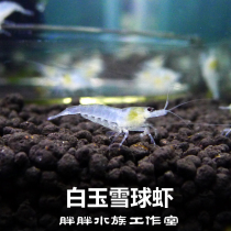 Snowball shrimp Ornamental shrimp Live white jade shrimp rice shrimp Algae removal tool shrimp White pearl rice shrimp Aquarium ornamental pet shrimp