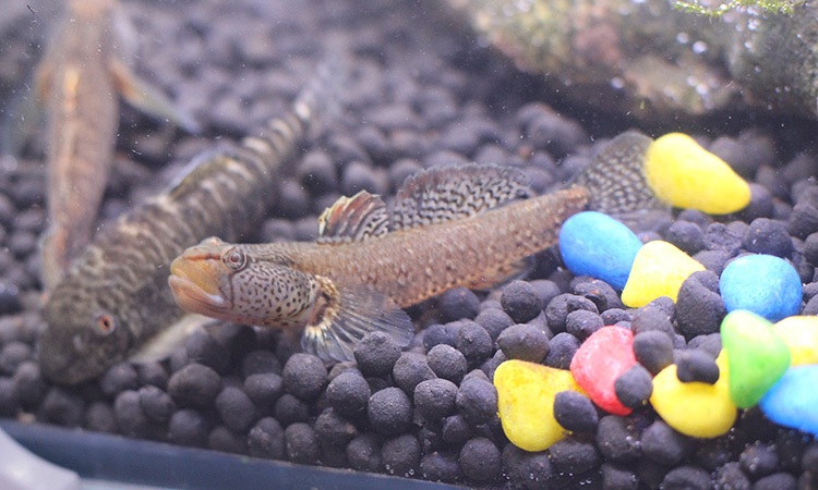 虾虎鱼 淡水 原生溪吻冷水白面黄唇丝鳍迷宫 吸鳅李氏马口光唇鱼