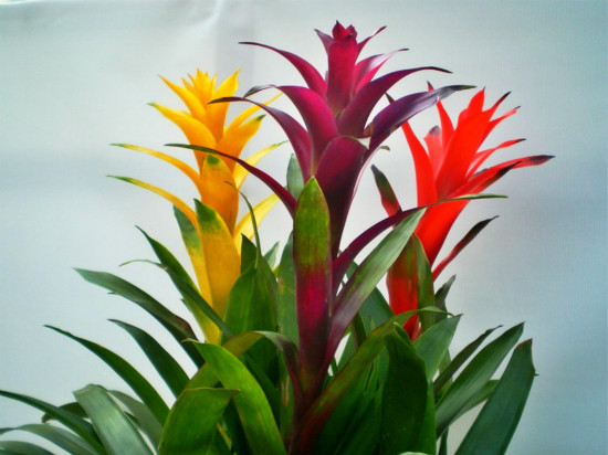 凤梨鸿运当头观赏花卉年宵花礼品花卉桌面植物室内绿植盆栽