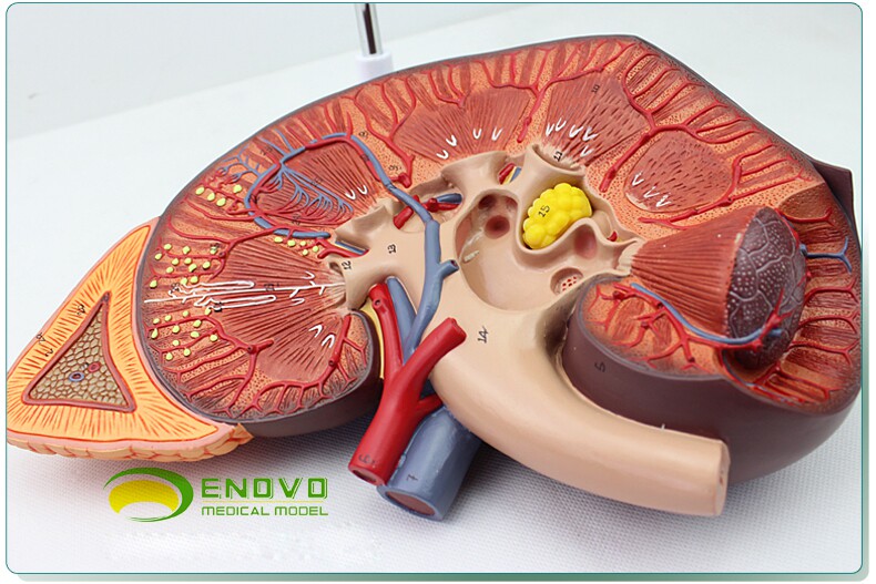 enovo正品 医用人体肾 肾上腺模型 肾脏解剖模型肾模型生殖泌尿科