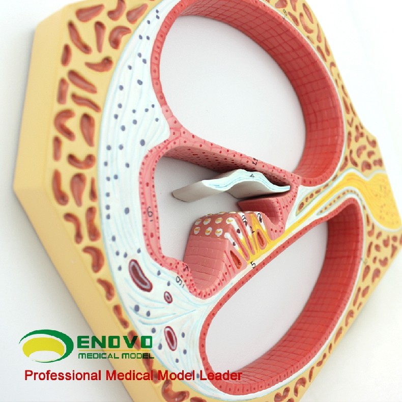 enovo正品人体螺旋器corti器科蒂氏器官耳鼻喉科耳朵模型医学用