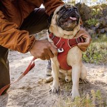 Rav Wilflurant Puppy chest braces CUHK small dog ruffwear Traction Vest Pet Supplies