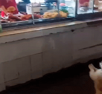 偶遇的小狗,应该是店家经常给狗小零食,饭凡呕嵩谇懊婵砂奶至闶吵