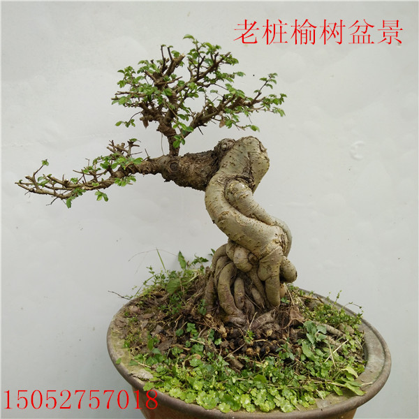 榆树盆景 树桩下山桩熟桩根古造型 包邮 造型榆盆景古