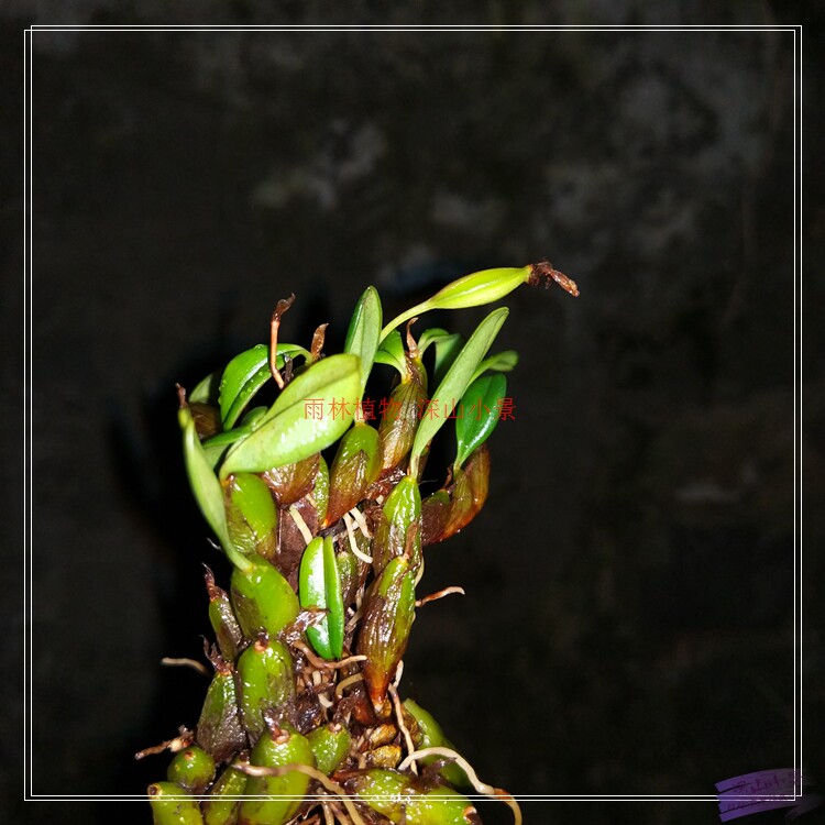 趣味迷你附生兰科植物 单叶厚唇兰 红色石豆 小品盆栽 雨林缸造景