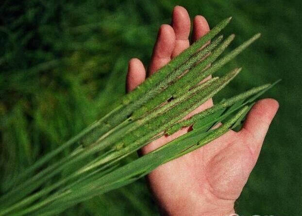 提摩西种子提草梯牧草提木西草进口大叶高产多汁夜明珠牧草种子_7折