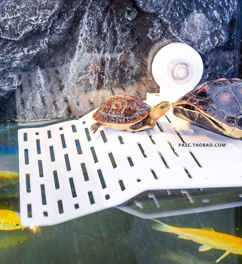 乌龟晒台吸盘巴西龟水龟爬台uvb晒背龟台浮岛爬梯爬坡台躲避洞穴
