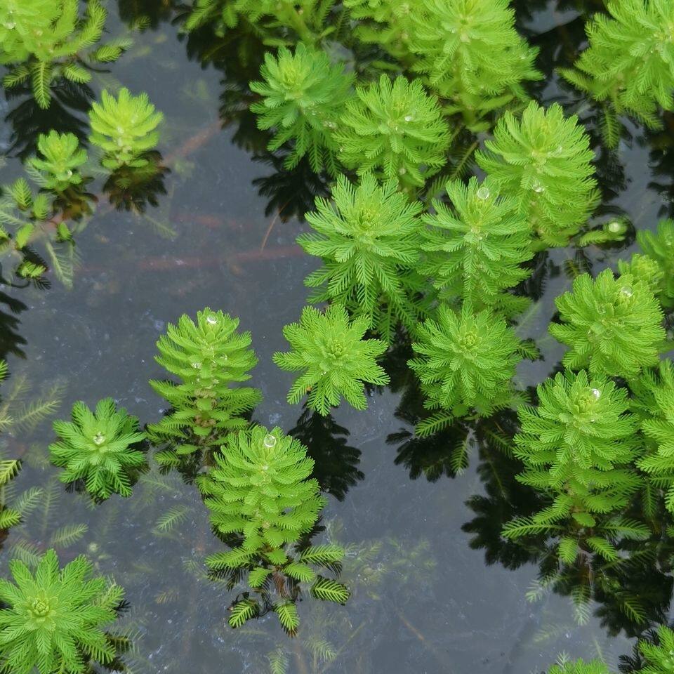 净水植物狐尾藻沼泽过滤水草大聚藻水陆缸养鱼养龟鳖淡水净化水质