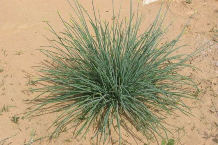 农家腌制野生沙葱优质天然原纯生态下饭菜 咸菜 新鲜蔬菜5斤包邮_双氙