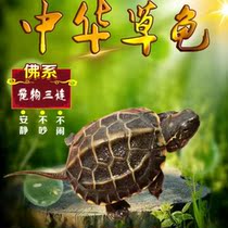 A tortoise seedling welfare