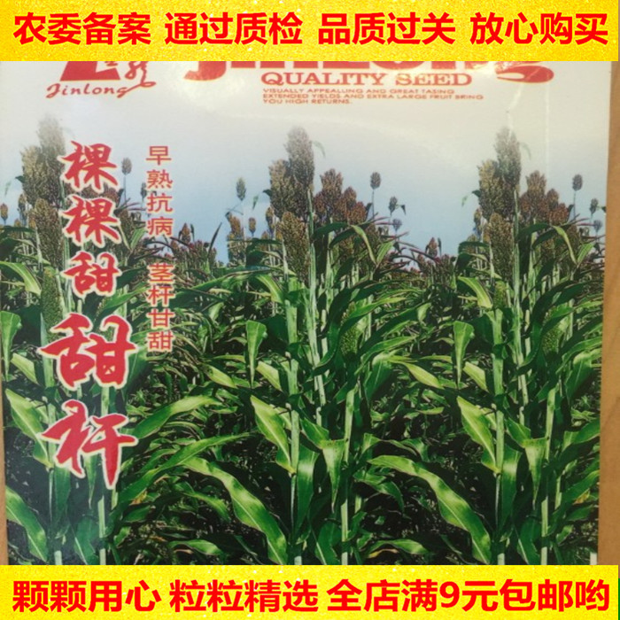 棵棵甜 甜杆种子 甜高粱种子 芦粟北方甘蔗种子甜棒瓜果水果种子_7折