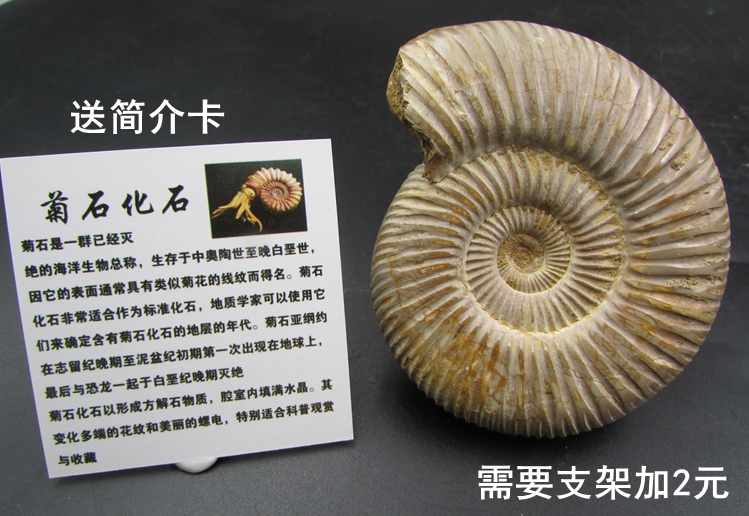 巴普洛夫菊石化石原石 羊角螺 菊石 螺化石原石标本 古生物化石