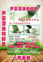 Beauty aloe skin care mask cactus wall chart poster board advertising posters frameless KT board picture