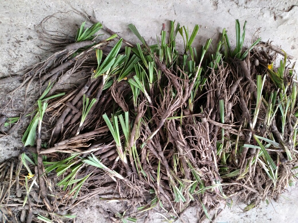 野生中药材小仙茅 独茅根 茅爪子 婆罗门参 独脚仙茅