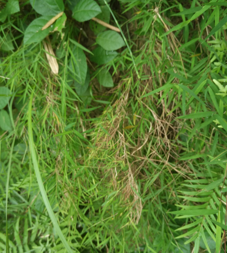 野生中草药金丝草 黄毛草 猫尾草 笔尾草 金丝茅 干品货