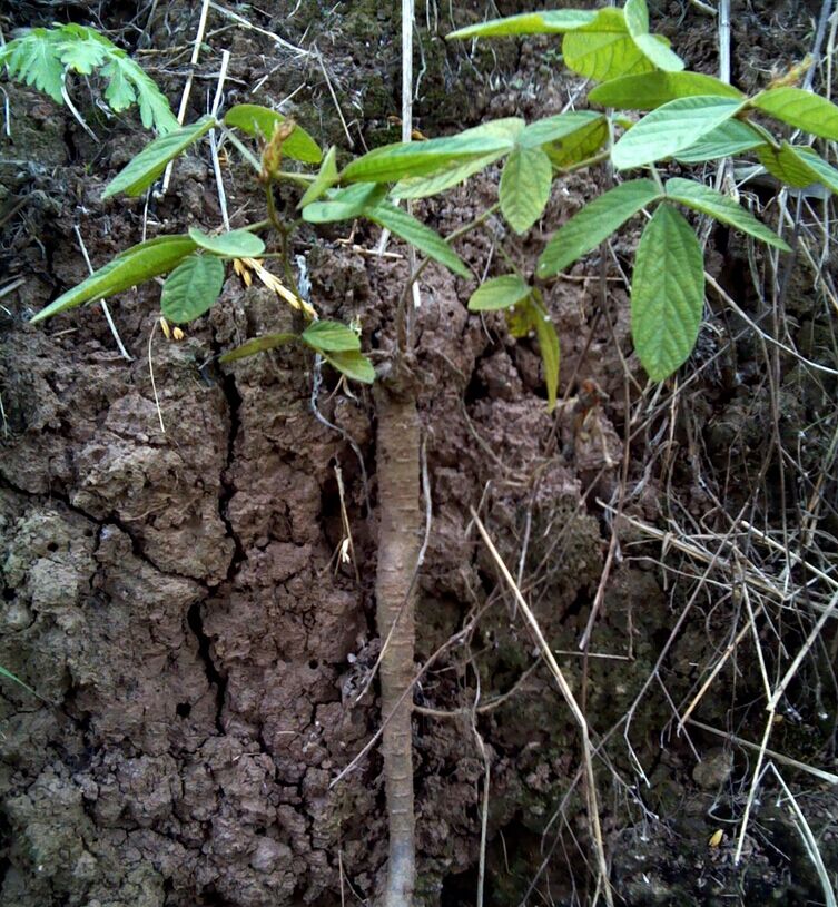 正品野生中药材千斤拔 蔓性千斤拔 一条根 钻地风 整根或者切片_7折