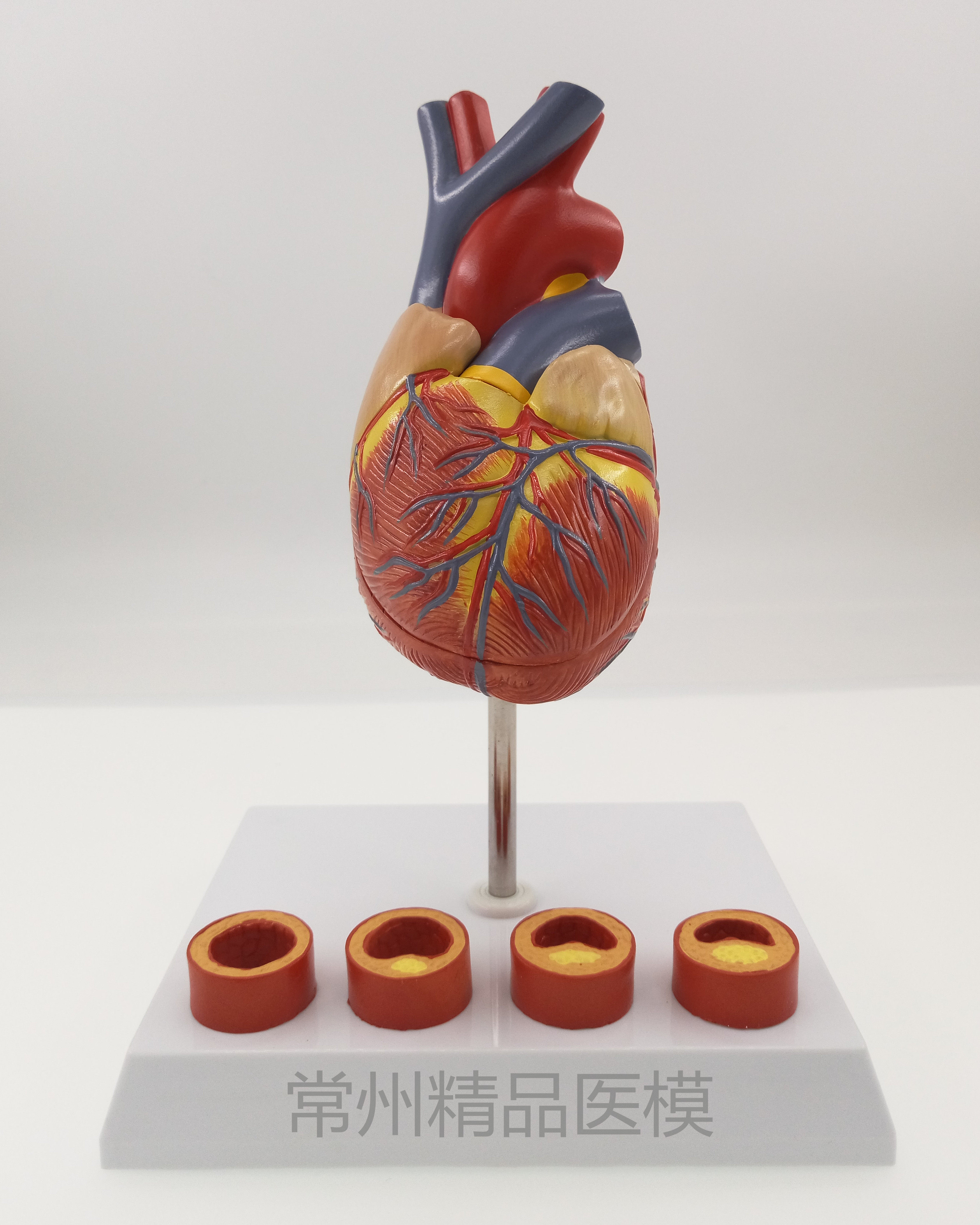 教学仿真心脏带4阶段血管心脏解剖模型心脏血管标本心脏结构医学
