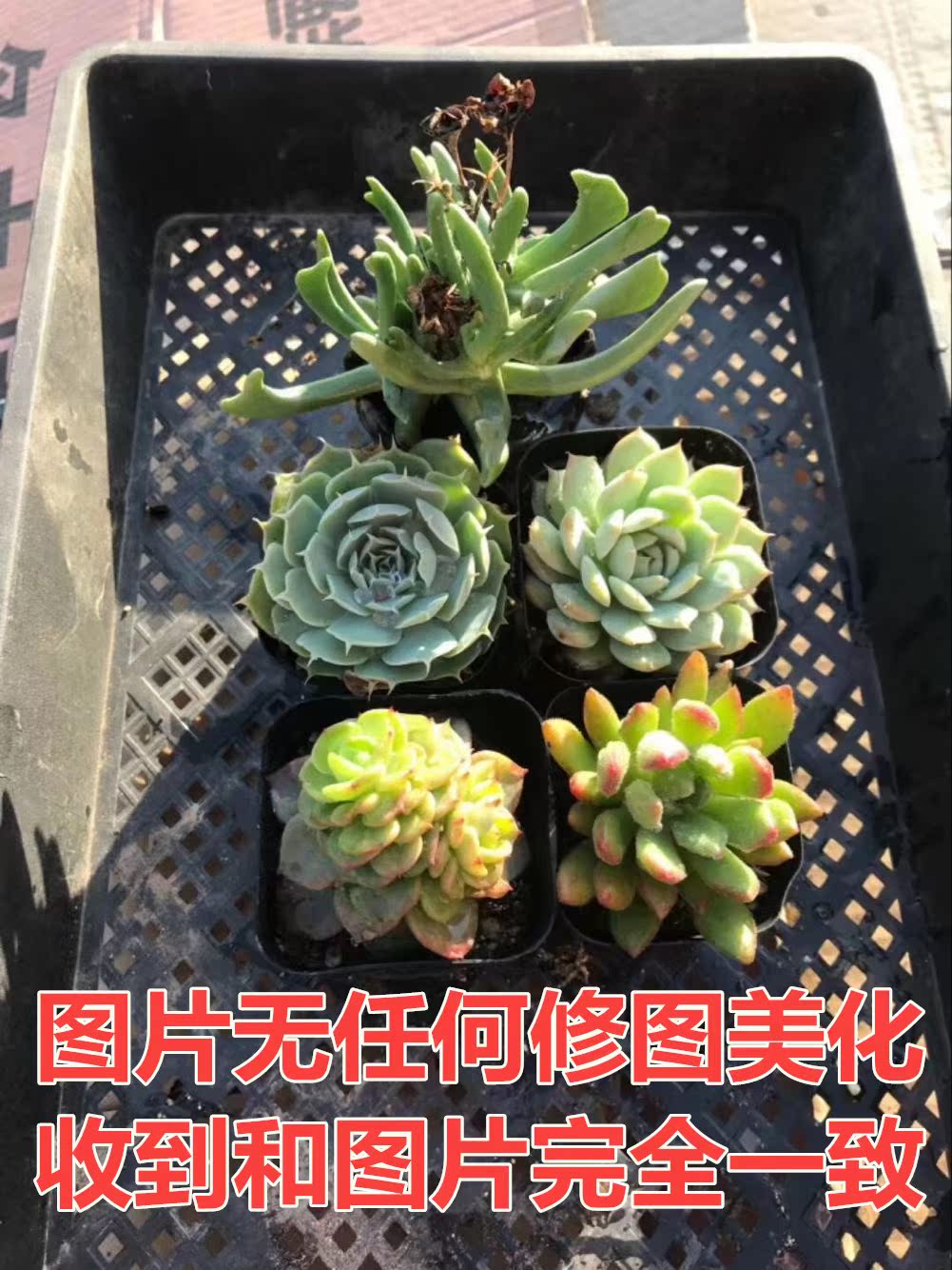 8元 月售 0件 库存:有 购物 直达链接 来自:淘宝-快手泰安家多肉