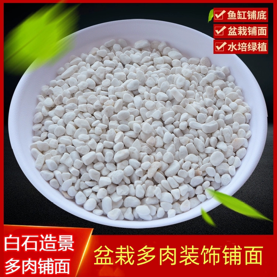 Pebbles Small Stone Rain Flower Stone White Small Stone White Stone Flower Pot Plants Succulent Decoration Shop
Pebbles Small Stone Rain Flower Stone White Small Stone White Stone Flower Pot Plants Succulent Decoration Shop