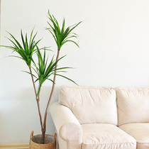 Large simulation green plant Brazilian iron dragon blood tree plant Nordic wind living room window building to decorate art311