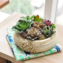 Chaoxia with Yu Hui emulation multi-meat combined potted shop Dining Room book Room Tea Table Furnishing Adornment art321