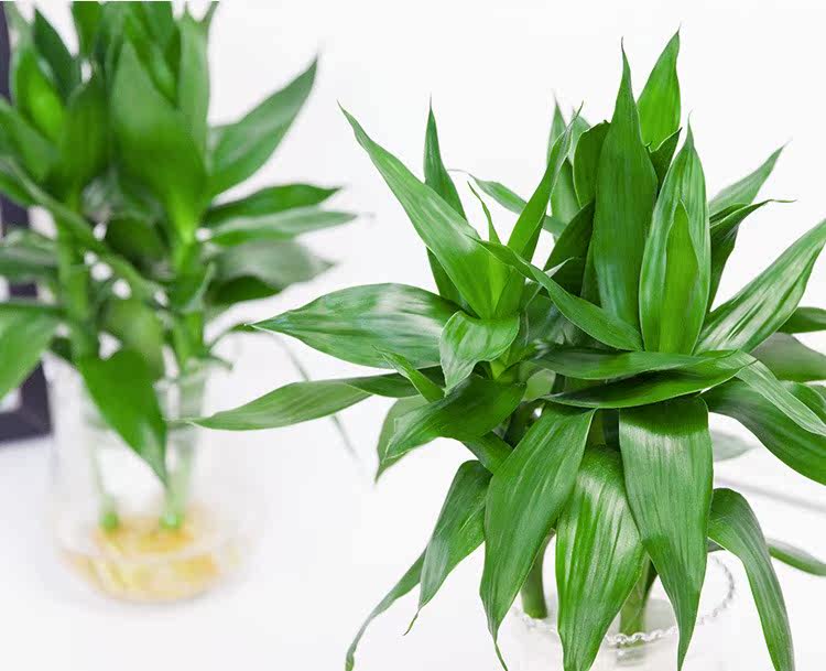 九块九包邮 居家 荷花竹水培植物室内盆栽开运竹盆栽