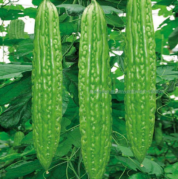 台湾绿皮大苦瓜种子高产早熟四季包邮免运费蔬菜种子阳台农家田园
