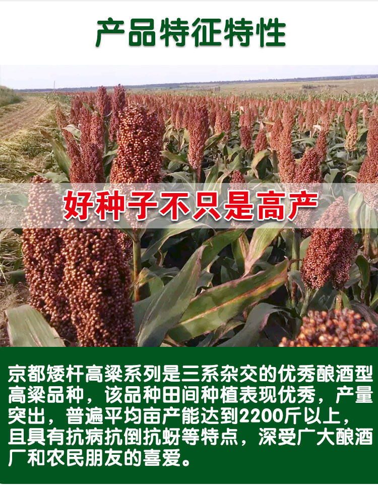 矮杆酒糯高粱王超吨铁杆100红高粱种子矮杆抗鸟酿造型高产高粱籽