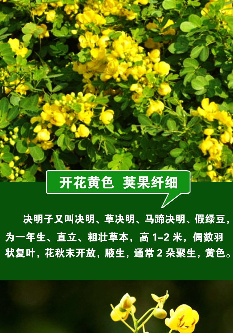 决明子种子中草药种子草药种子中药材种子药材种子中药种子