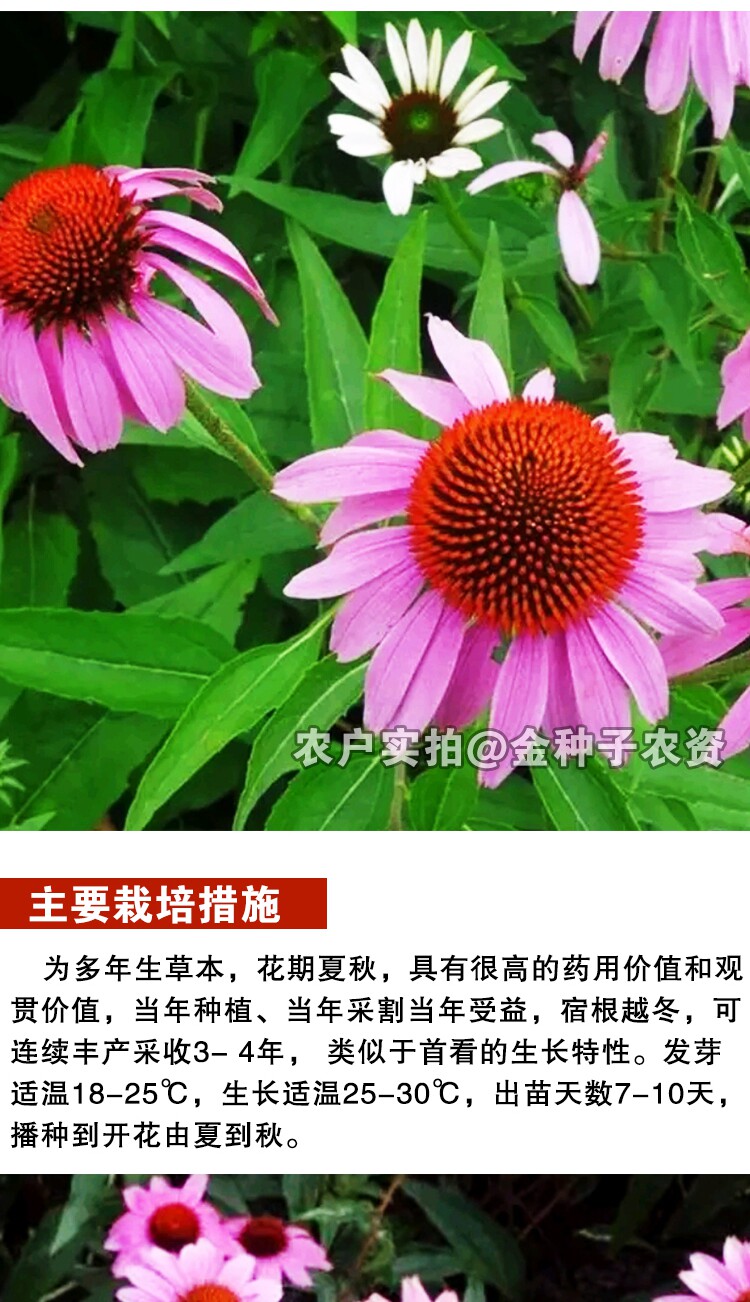 松果菊种子花卉种子阳台花盆栽花坛花盆花卉 种子盆栽 多年生花草